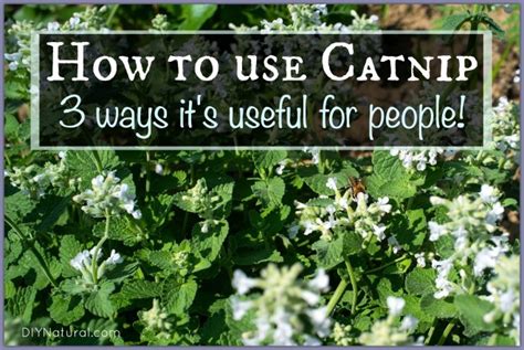how-to-use-catnip-on-humans-diy-natural image