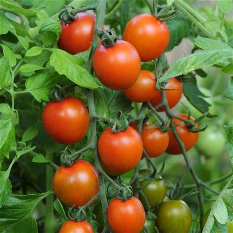 orange-zinger-tomato-burpee-home-gardens-brand image