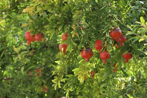 pomegranate-fertilizing-needs-when-and-what-to-feed image