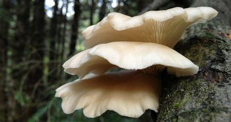 the-12-healthiest-mushrooms-that-you-can-eat image