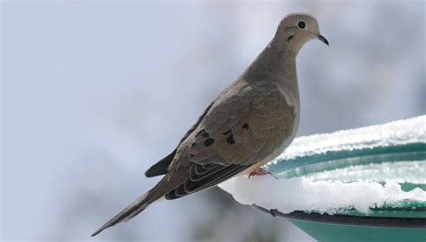 all-about-doves-and-how-to-attract-them-wild-birds image