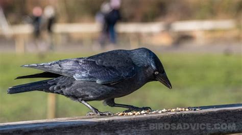 what-do-crows-eat-list-of-crow-diets-with-pictures image