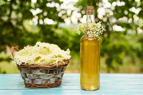 learn-about-elderflower-recipes-and-ideas-gardening image