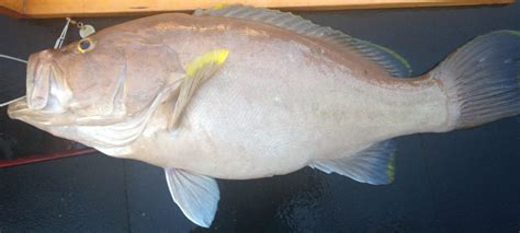 yellowedge-grouper-gulf-of-mexico-fishery image