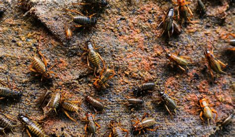 how-to-raise-crickets-for-food-modern-farmer image