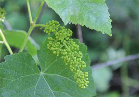 about-wild-grape-leaves-and-how-to-harvest-and image