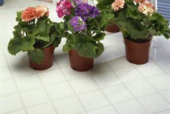 homemade-fertilizers-for-african-violets-home-guides image
