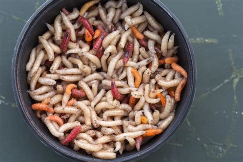 what-happens-if-you-eat-maggots-health-effects-and image