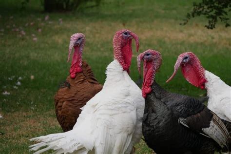 feeding-turkeys-what-they-can-and-cant-eat-and image