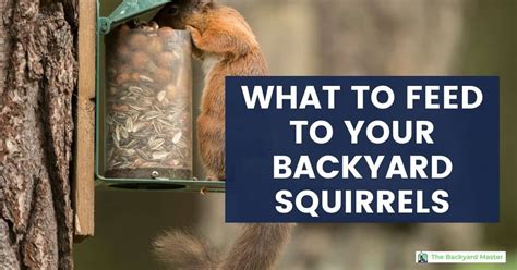 what-to-feed-squirrels-in-your-backyard-10-safe image