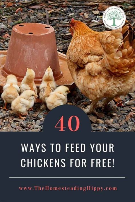 40-ways-to-feed-your-chickens-for-free-the image