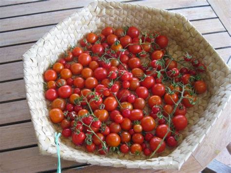 kasundi-spiced-tomato-relish-grow-food-slow-food image