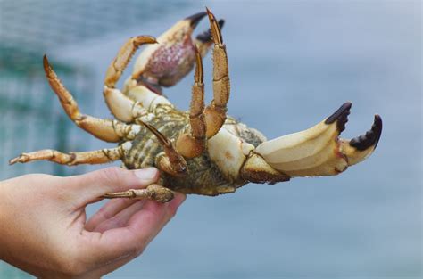 what-is-peekytoe-crab-the-spruce-eats image