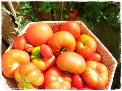 tomato-glut-15-easy-and-delicious-ideas-here image