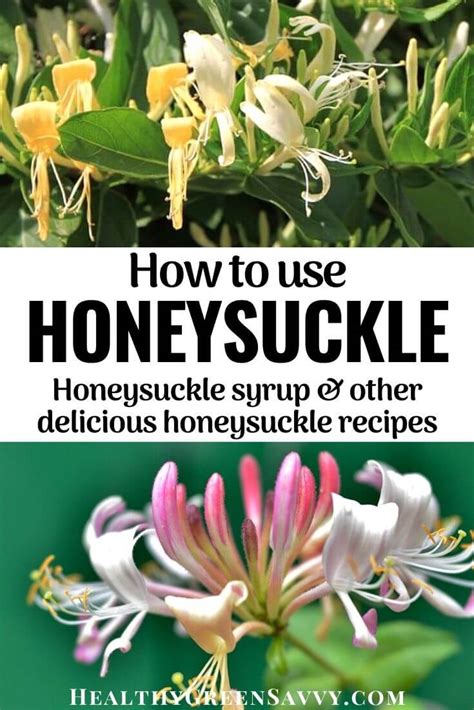 best-honeysuckle-recipes-honeysuckle-uses image