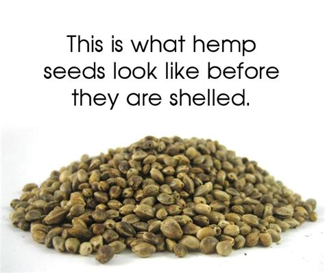 hemp-foods-for-every-diet-cannabis-digest image