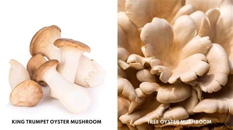 16-amazing-oyster-mushroom-recipe-ideas-to-try image
