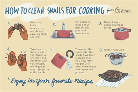 how-to-clean-and-prepare-fresh-snails-for-cooking-the image