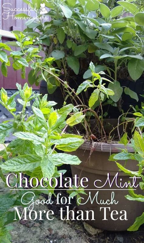 chocolate-mint-good-for-much-more-than-tea image