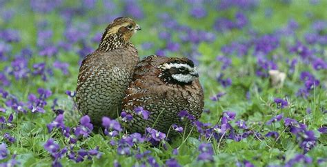 complete-guide-to-raising-quail-meat-and-eggs image