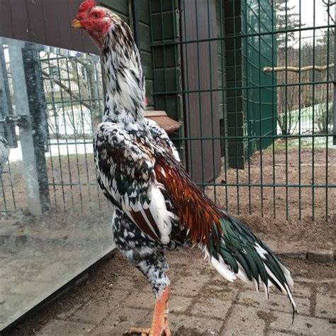 malay-chicken-the-tallest-chicken-breed image