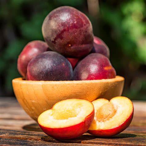 a-guide-to-the-most-popular-types-of-stone-fruit image