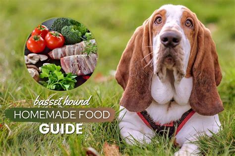 basset-hound-homemade-food-recipes-cooking image