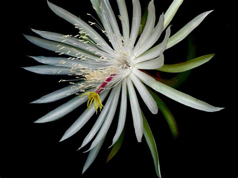 flowers-that-bloom-at-night-night-blooming-flowers image