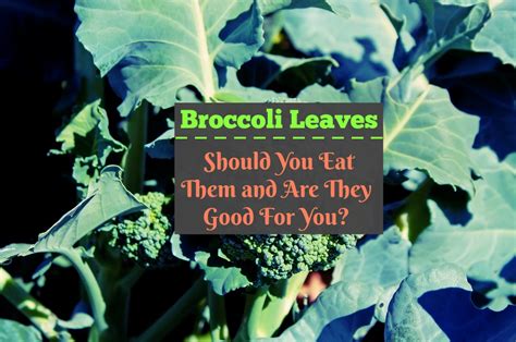 broccoli-leaves-should-you-eat-them-and-are-they image