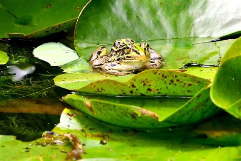 how-to-get-rid-of-frogs-in-fish-ponds-6-effective image