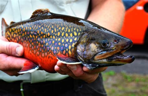 brook-trout-description-habitat-image-diet-and image