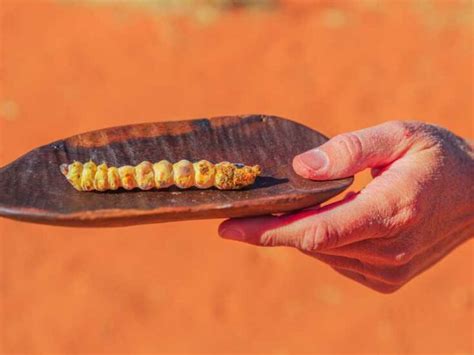 australian-witchetty-grub-recipe-travel-food-atlas image