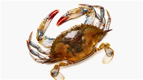sauted-soft-shell-crabs-recipe-myrecipes image