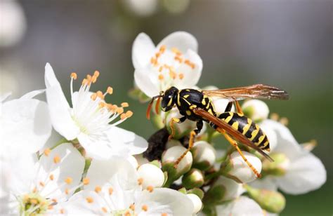 how-to-make-yellowjacket-attractant-hunker image