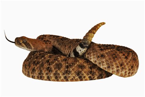 rattlesnakes-habitats-behavior-and-diet-thoughtco image
