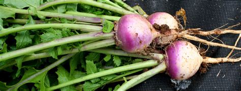 a-turnip-for-the-cooks-ten-turnip-recipes-from-the image