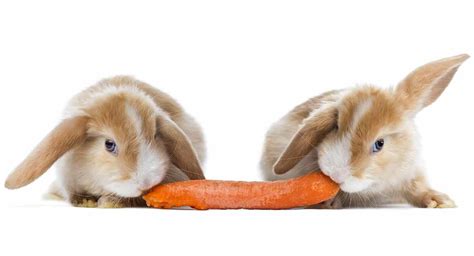 20-rabbit-safe-foods-that-your-bunny-will-love image