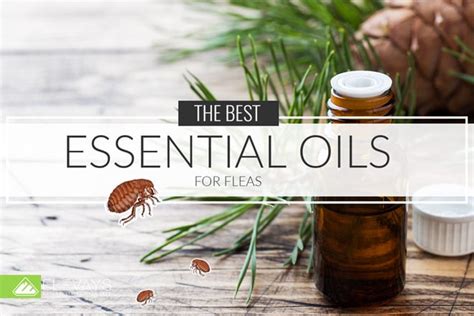 10-of-the-best-essential-oils-for-fleas-diy image