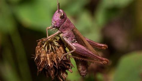 what-do-grasshoppers-eat-sciencing image