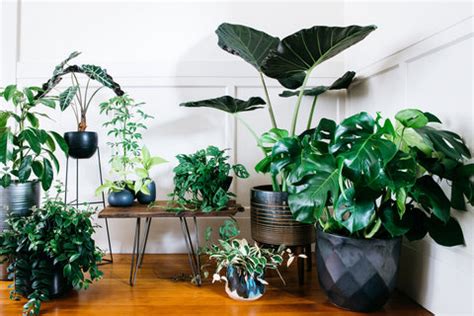 our-ultimate-guide-to-houseplants-sunset-magazine image