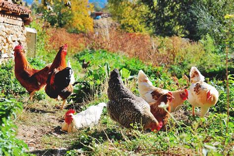 9-medicinal-herbs-for-chickens-to-keep-your-flock-healthier image