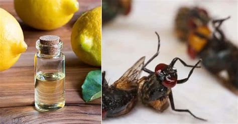 17-essential-oils-to-get-rid-of-flies-naturally-bright-stuffs image