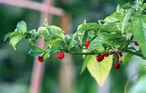 dragons-breath-pepper-guide-heat-flavor-uses image