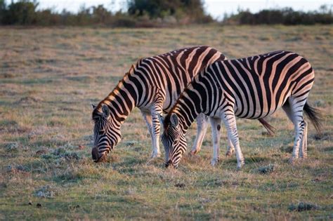 zebra-diet-what-when-and-how-much-do-zebras-eat image