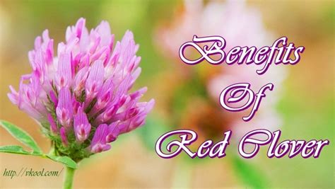 13-health-benefits-of-red-clover-tea-blossom-and-leaf image