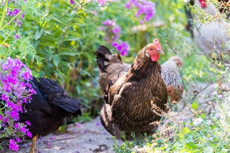 15-medicinal-herbs-for-chickens-to-keep-them-healthy image