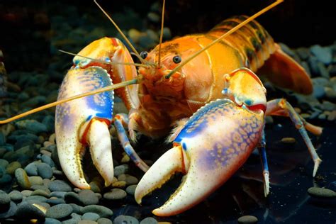 what-do-crayfish-eat-in-the-wild-and-in-your-aquarium image
