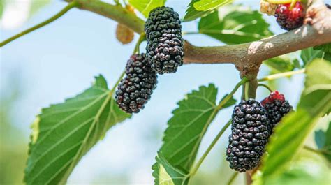 mulberries-101-nutrition-facts-and-health-benefits image