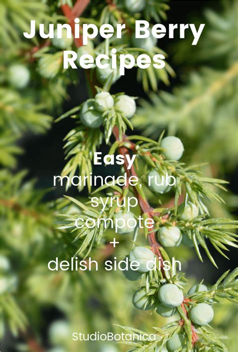 juniper-berry-recipes-studio-botanica image