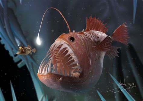 what-do-angler-fish-eat-anglerfish-diet-seafish image